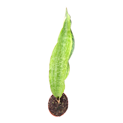Sansevieria Bruda Variegata