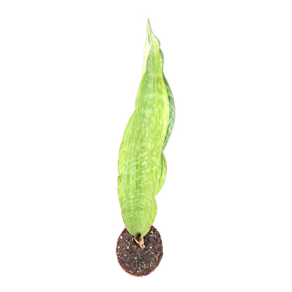Sansevieria Bruda Variegata