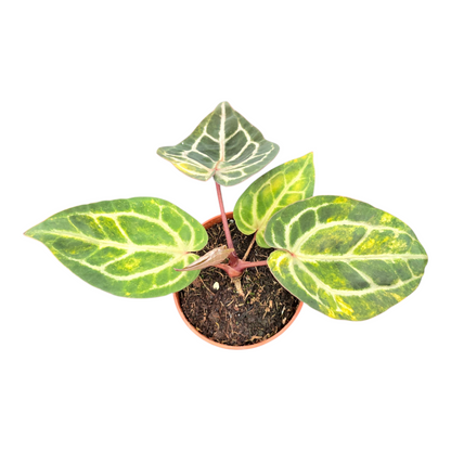 DocBlock Anthurium Crystallinum® '8' x Zara® '12' Variegata