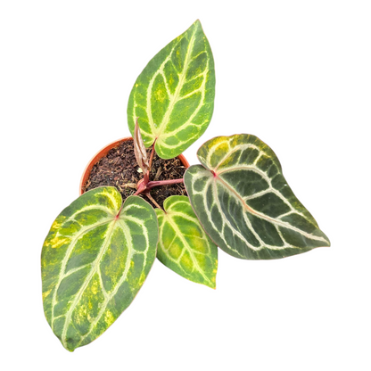 DocBlock Anthurium Crystallinum® '8' x Zara® '12' Variegata