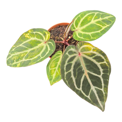 DocBlock Anthurium Crystallinum® '8' x Zara® '12' Variegata