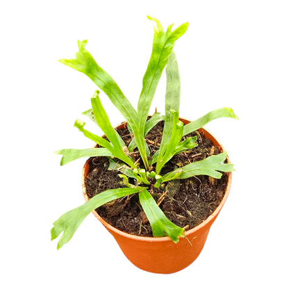 Asplenium Nidus