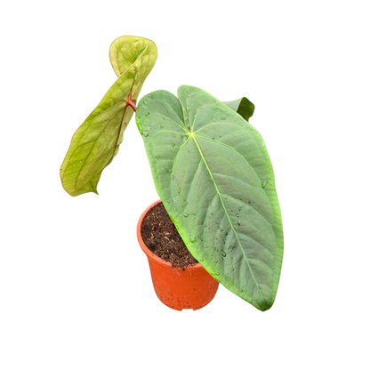 Anthurium Red Crystallinum x sp. Napo