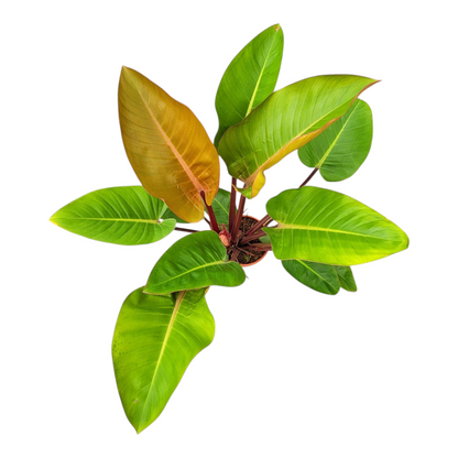 Philodendron Mars
