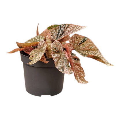 Begonia Snowcap Variegata
