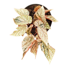 Begonia Snowcap Variegata