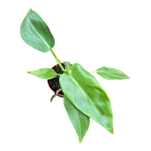 Philodendron Bob Cee
