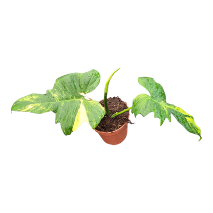Philodendron Florida Beauty x Mayoi