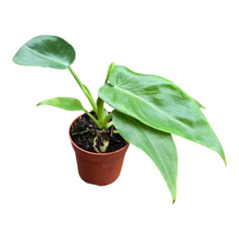 Philodendron Bob Cee