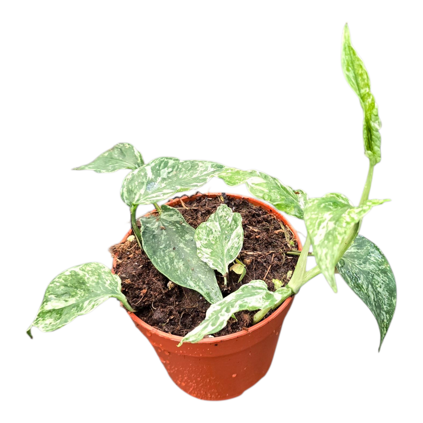 Epipremnum Domino