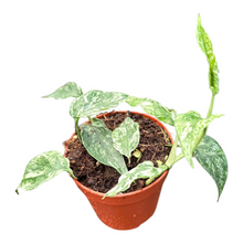 Epipremnum Domino
