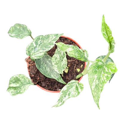Epipremnum Domino