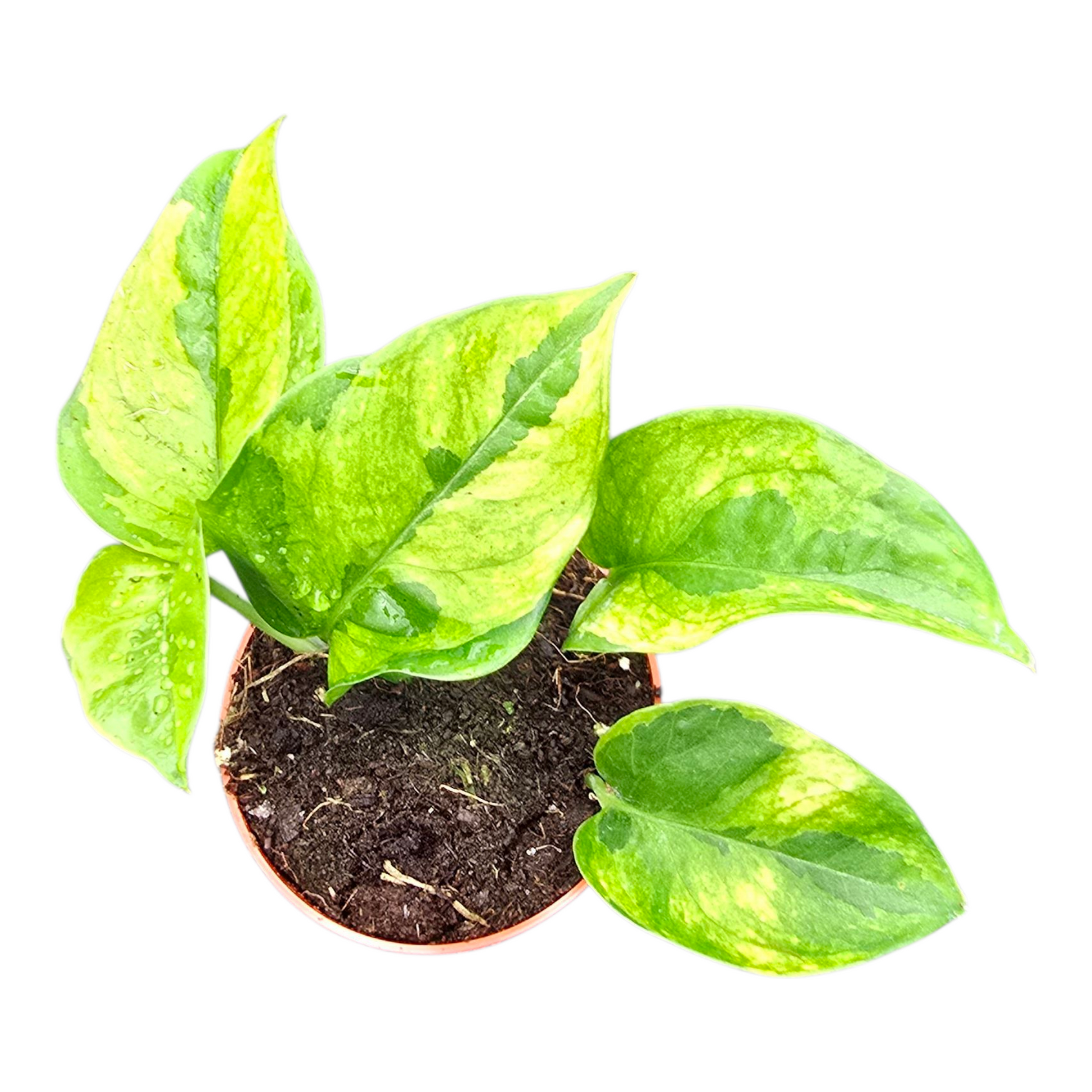 lemon meringue pothos for sale Epipremnum Lemon Meringue – Casa Botanica