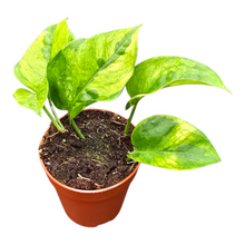 Epipremnum Lemon Meringue