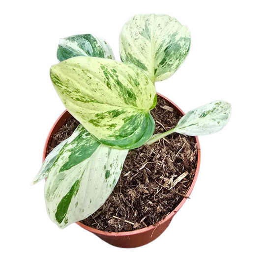 Homalomena Rubescens Variegata Mint