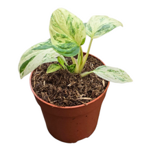 Homalomena Rubescens Variegata Mint