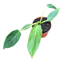 Philodendron Spiritus Sancti