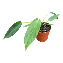 Philodendron Spiritus Sancti
