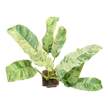 Epipremnum Giganteum Variegata