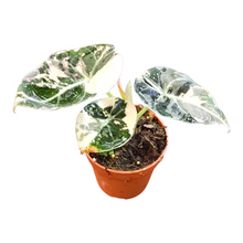 Alocasia Black Velvet Variegata