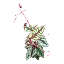Cissus Discolor Violet Vine