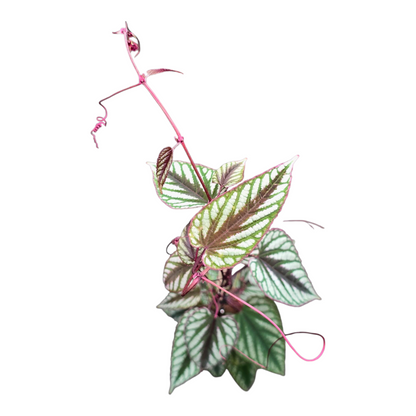 Cissus Discolor Violet Vine