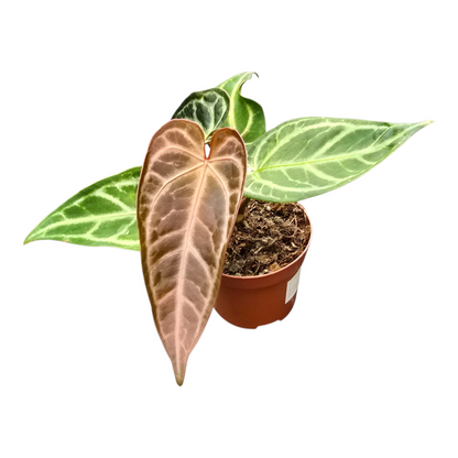 Anthurium Schneekönigin
