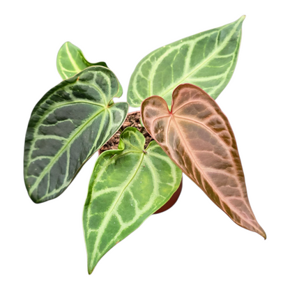 Anthurium Schneekönigin