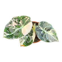 Alocasia Black Velvet Variegata