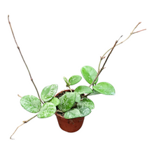 Hoya Mathilde Splash