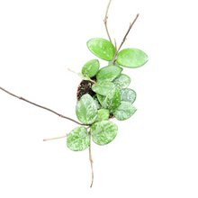 Hoya Mathilde Splash