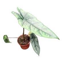 Alocasia Metallic Blue