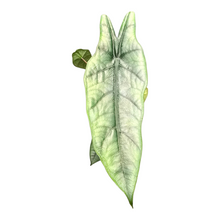 Alocasia Metallic Blue