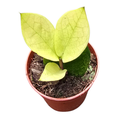 Zamioculcas Chameleon