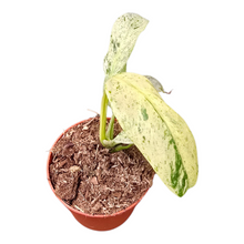 Rhaphidophora Foraminifera Variegata