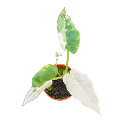 Alocasia Okinawa Silver Variegata