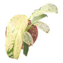 Rhaphidophora Foraminifera Variegata