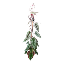 Cissus Discolor Violet Vine