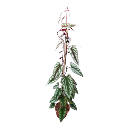 Cissus Discolor Violet Vine