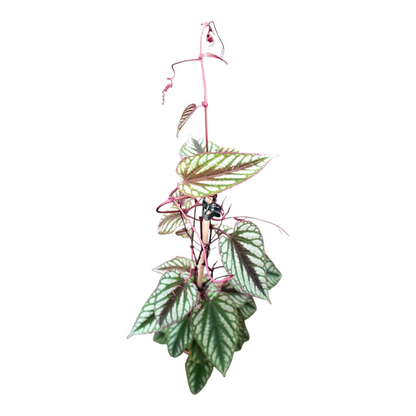 Cissus Discolor Violet Vine