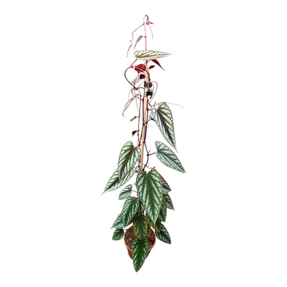 Cissus Discolor Violet Vine
