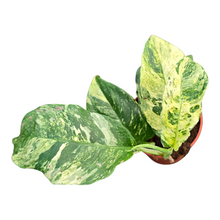 Rhaphidophora Puberula Variegata