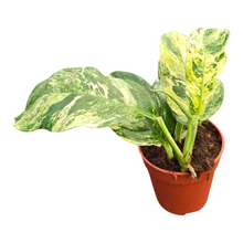Rhaphidophora Puberula Variegata