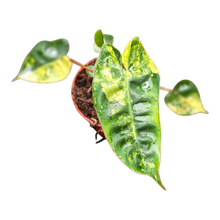 Philodendron Billietiae Variegata