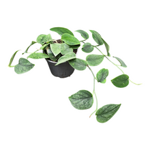 Scindapsus sp. Borneo