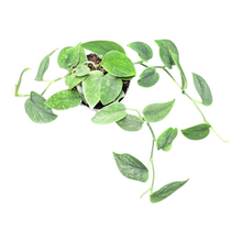 Scindapsus sp. Borneo