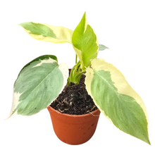 Philodendron Burle Marx White Lava