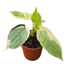 Philodendron Burle Marx White Lava