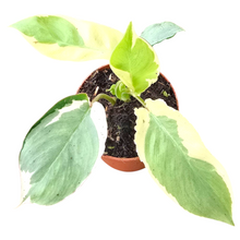 Philodendron Burle Marx White Lava