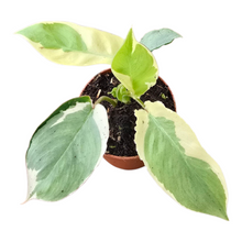 Philodendron Burle Marx White Lava
